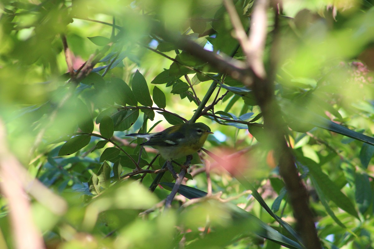 Northern Parula - ML641860576