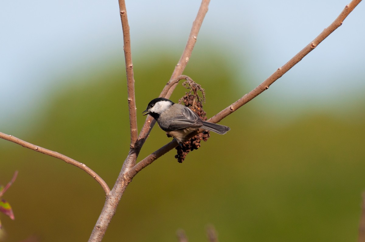 Carolina Chickadee - ML641860577