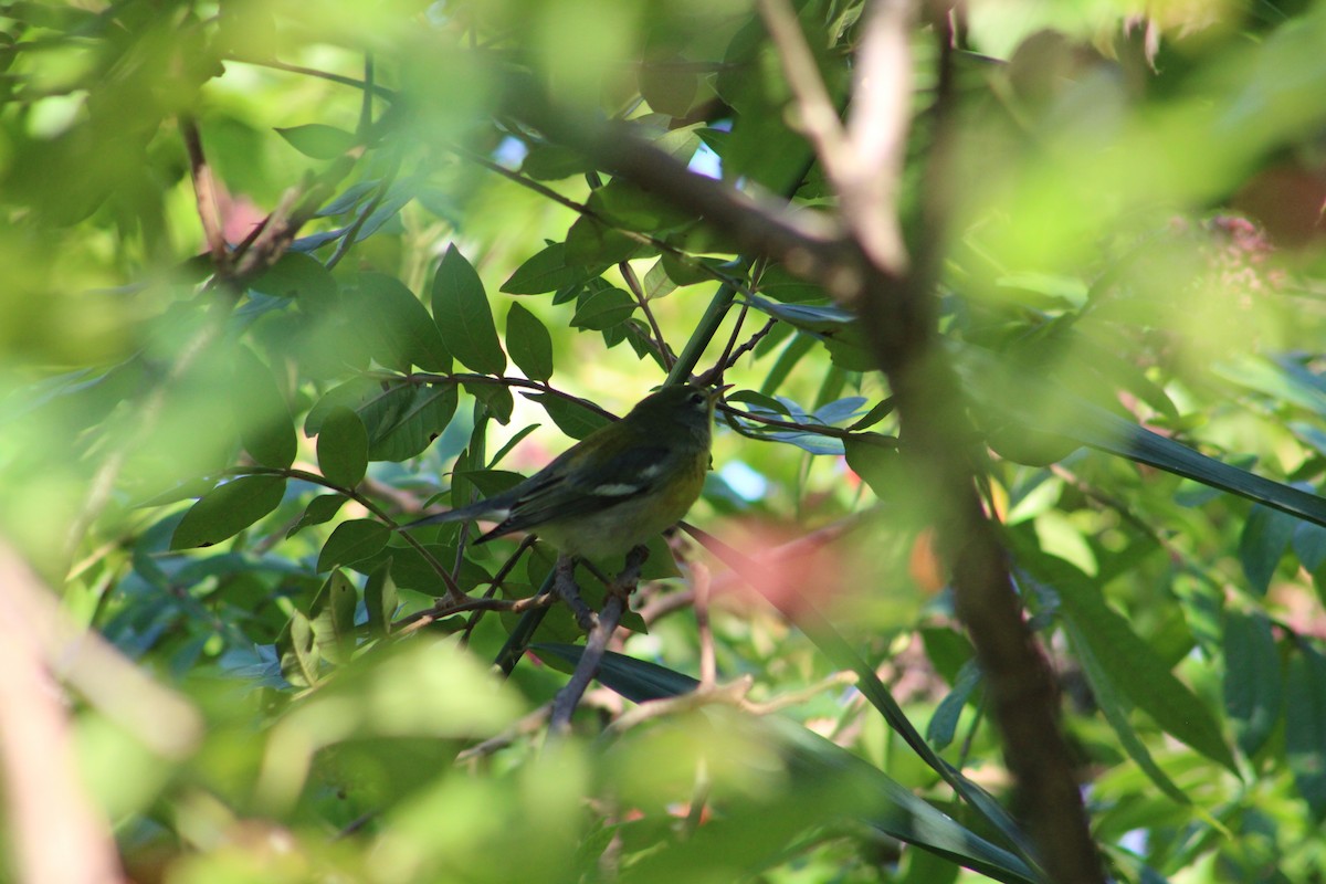 Northern Parula - ML641860578