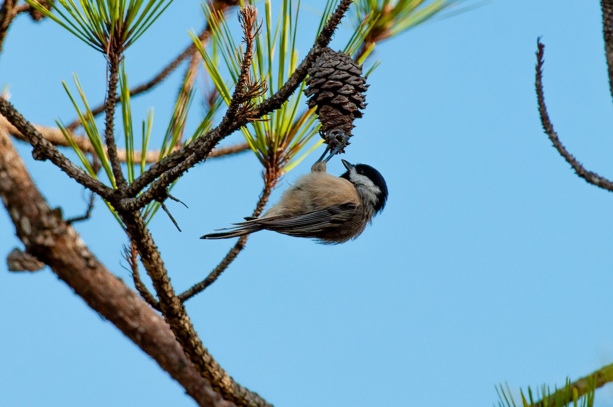 Carolina Chickadee - ML641860579