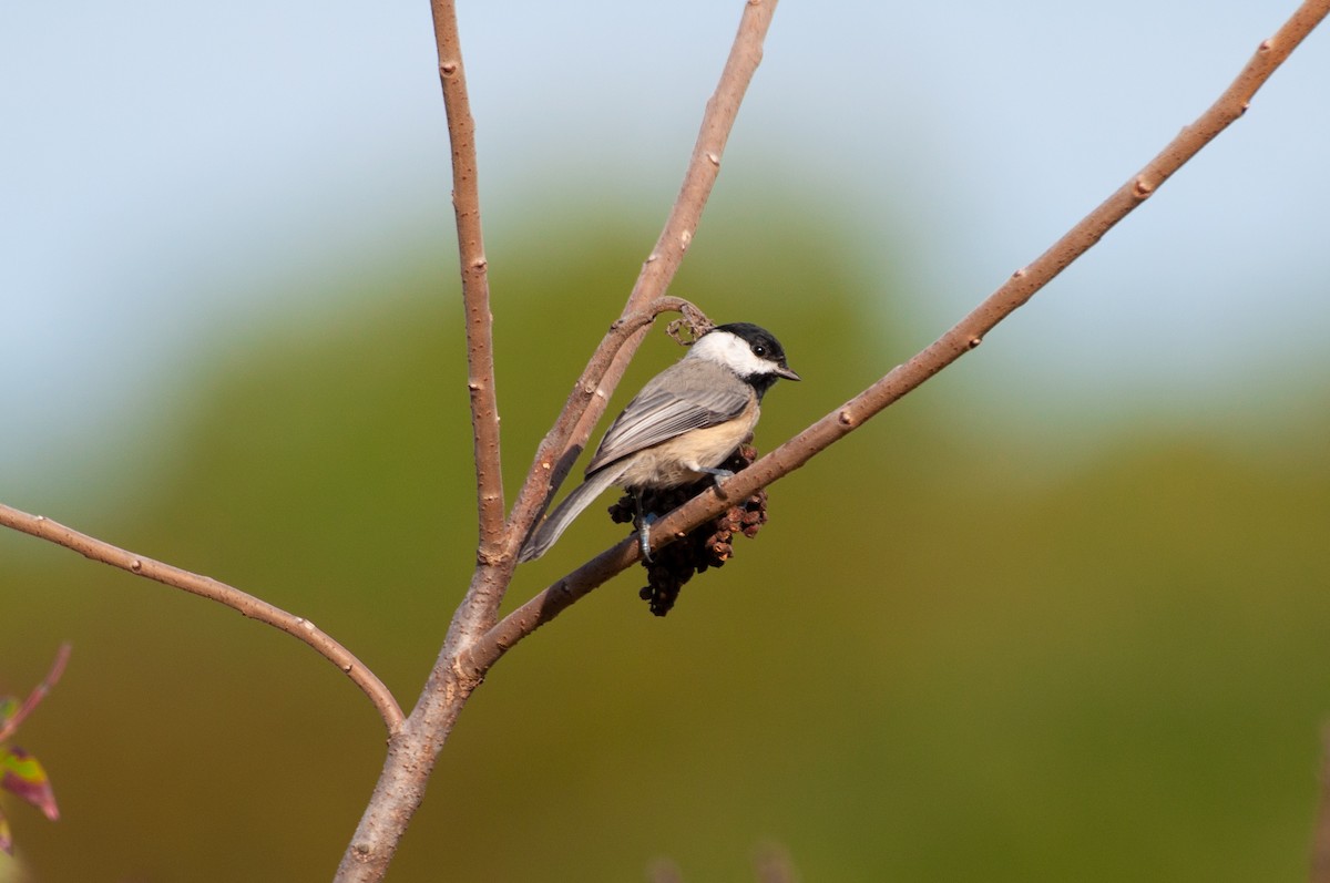 Carolina Chickadee - ML641860580