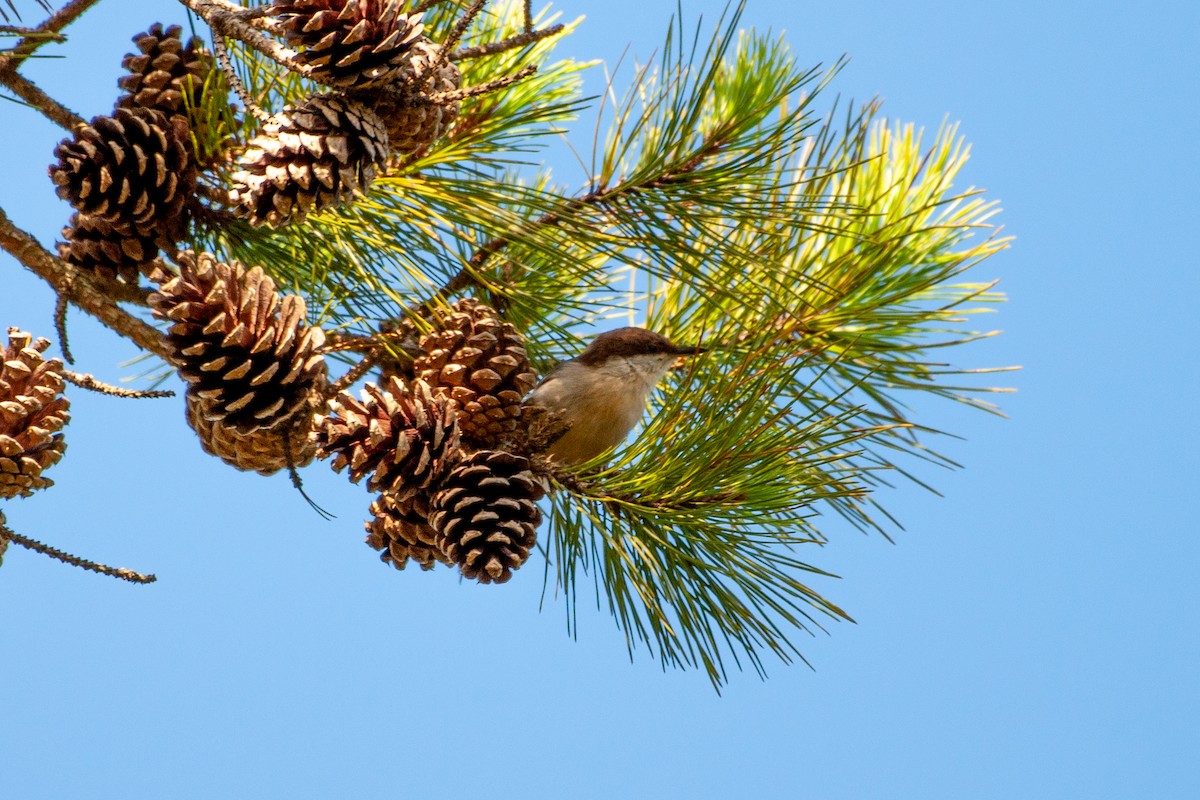 Brown-headed Nuthatch - ML641860591