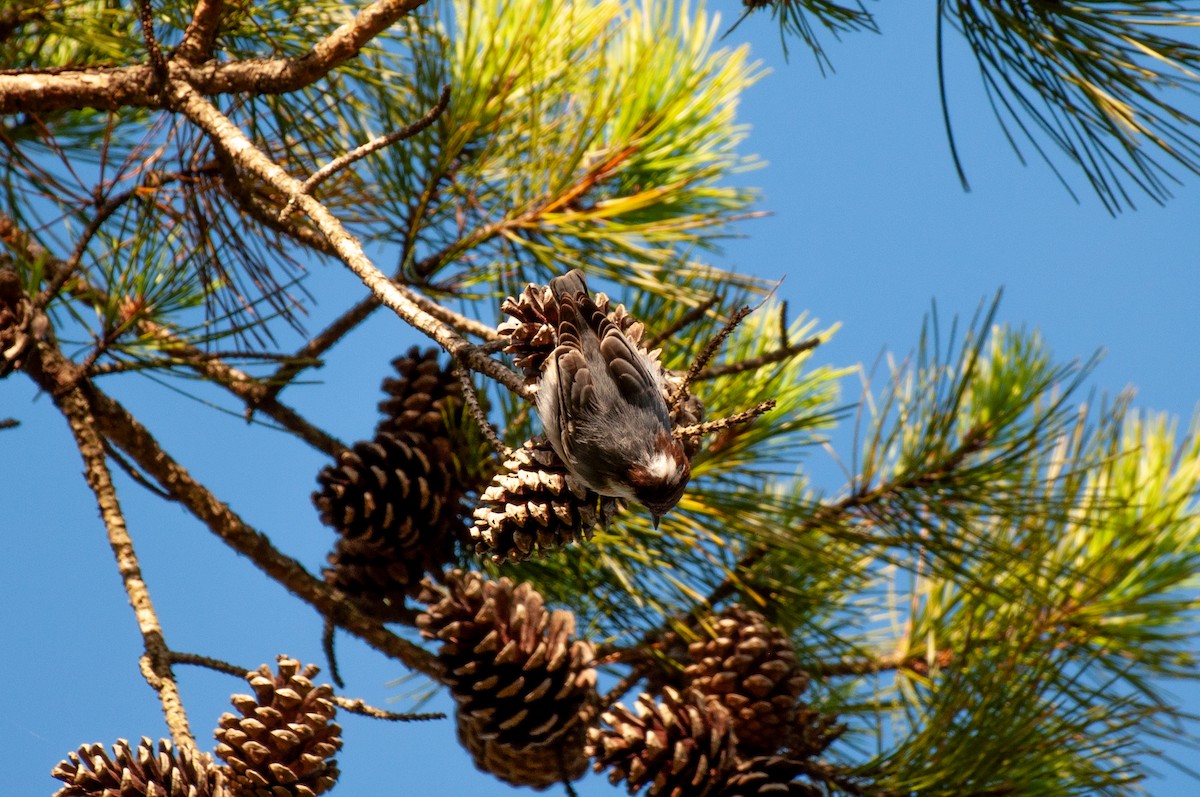 Brown-headed Nuthatch - ML641860592