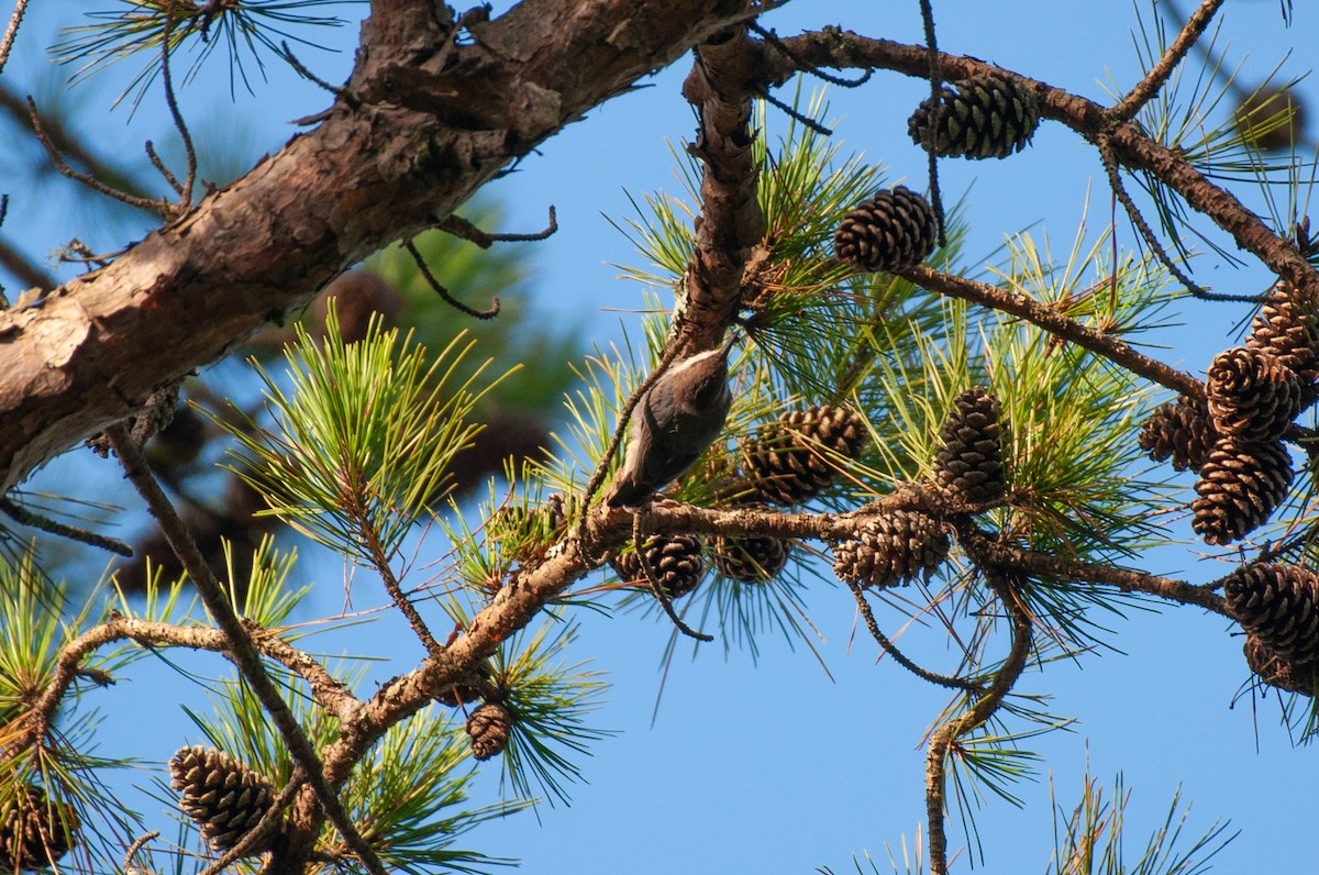 Brown-headed Nuthatch - ML641860593