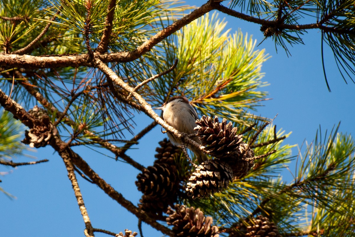 Brown-headed Nuthatch - ML641860594