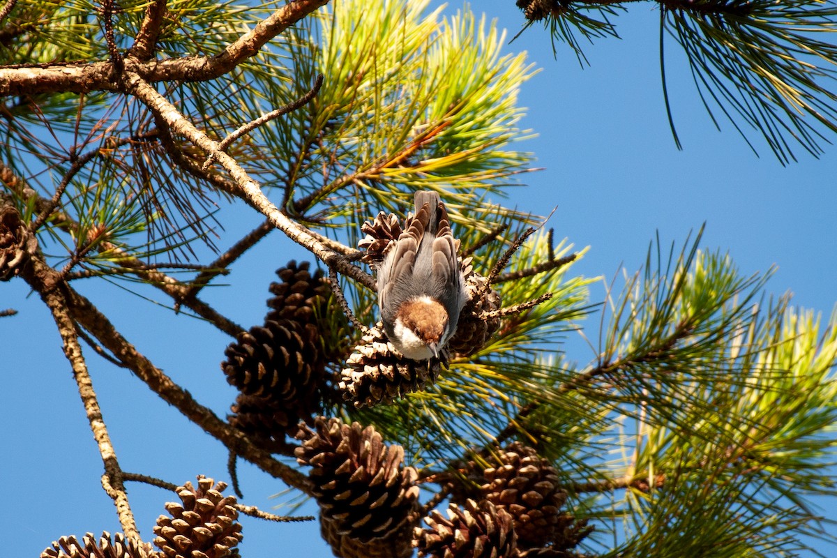 Brown-headed Nuthatch - ML641860595