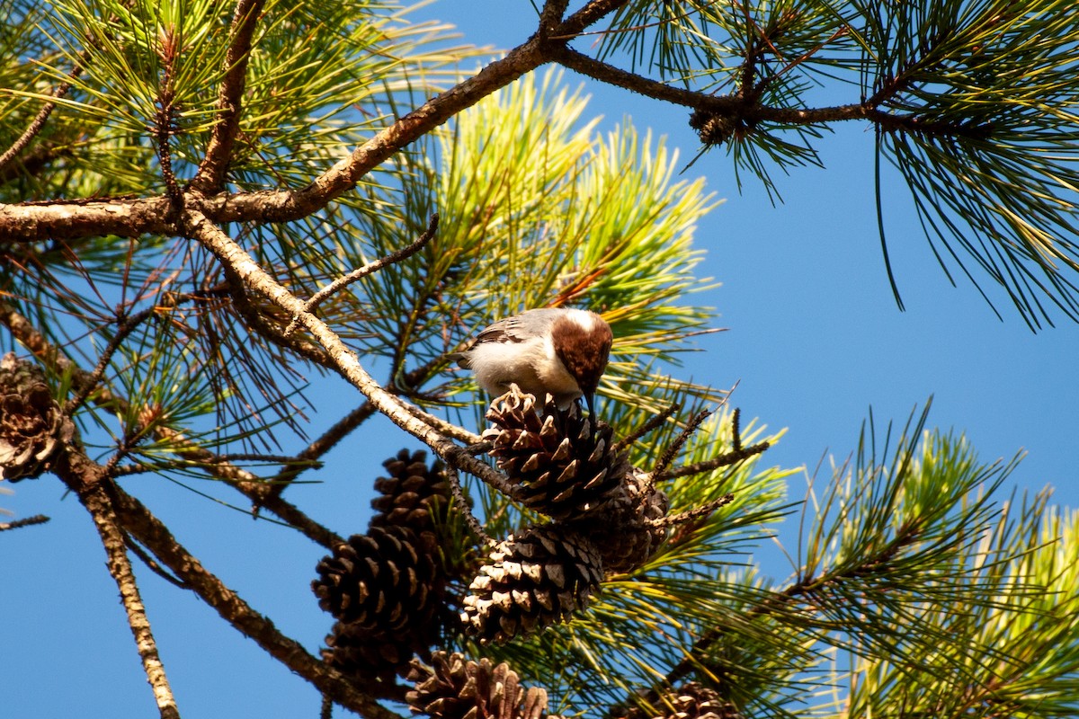 Brown-headed Nuthatch - ML641860596