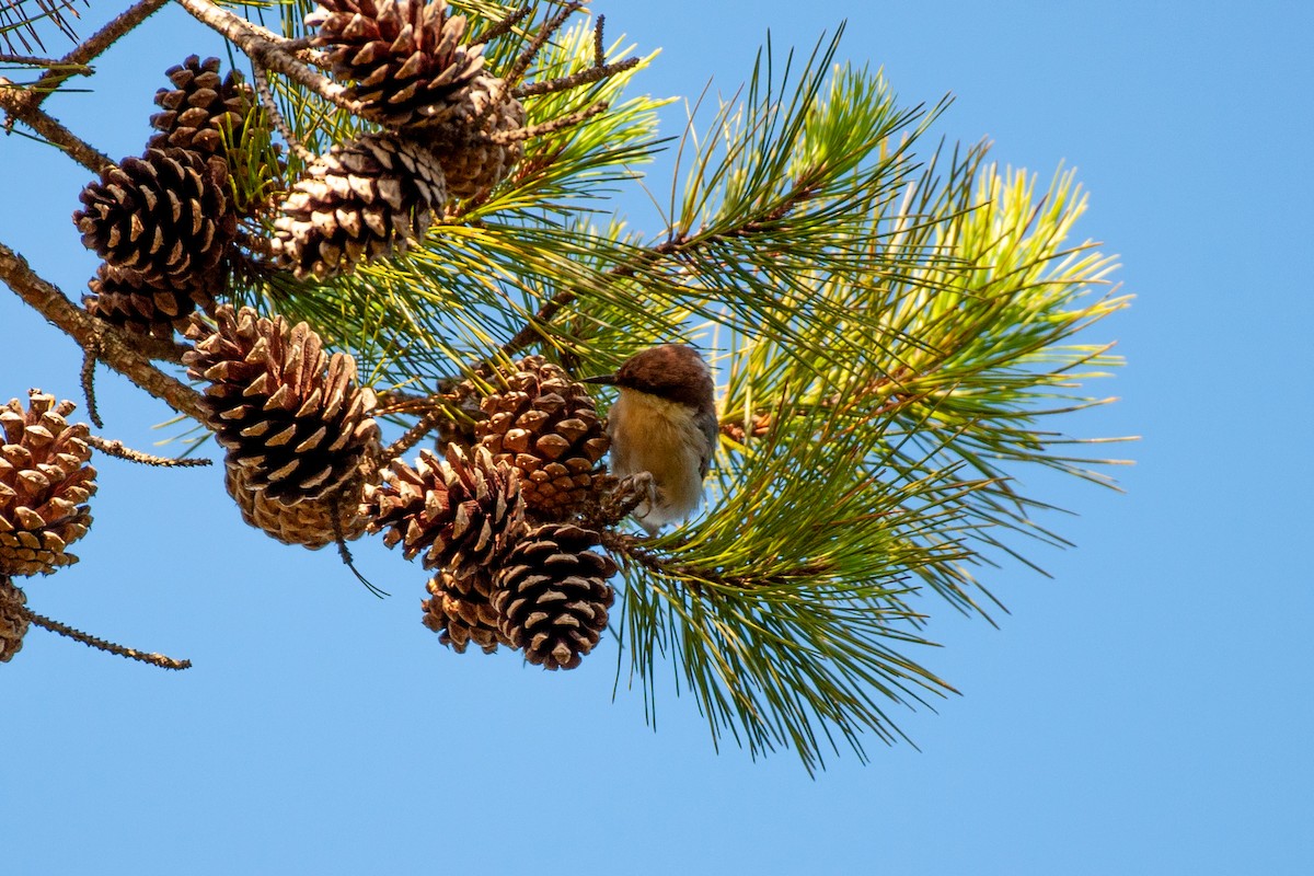 Brown-headed Nuthatch - ML641860597