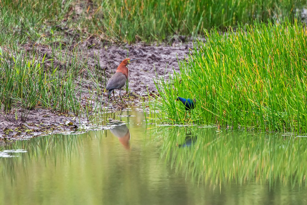 Rufescent Tiger-Heron - ML64186061