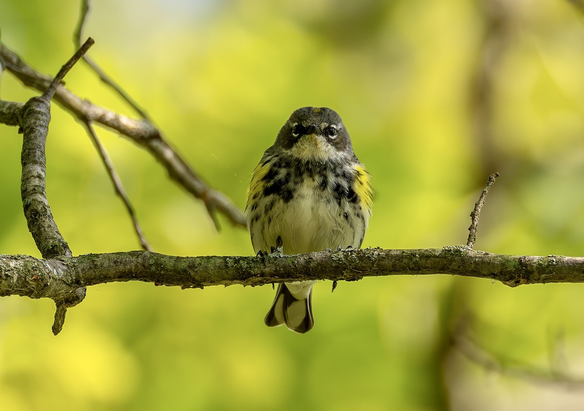Yellow-rumped Warbler (Myrtle) - ML641860630