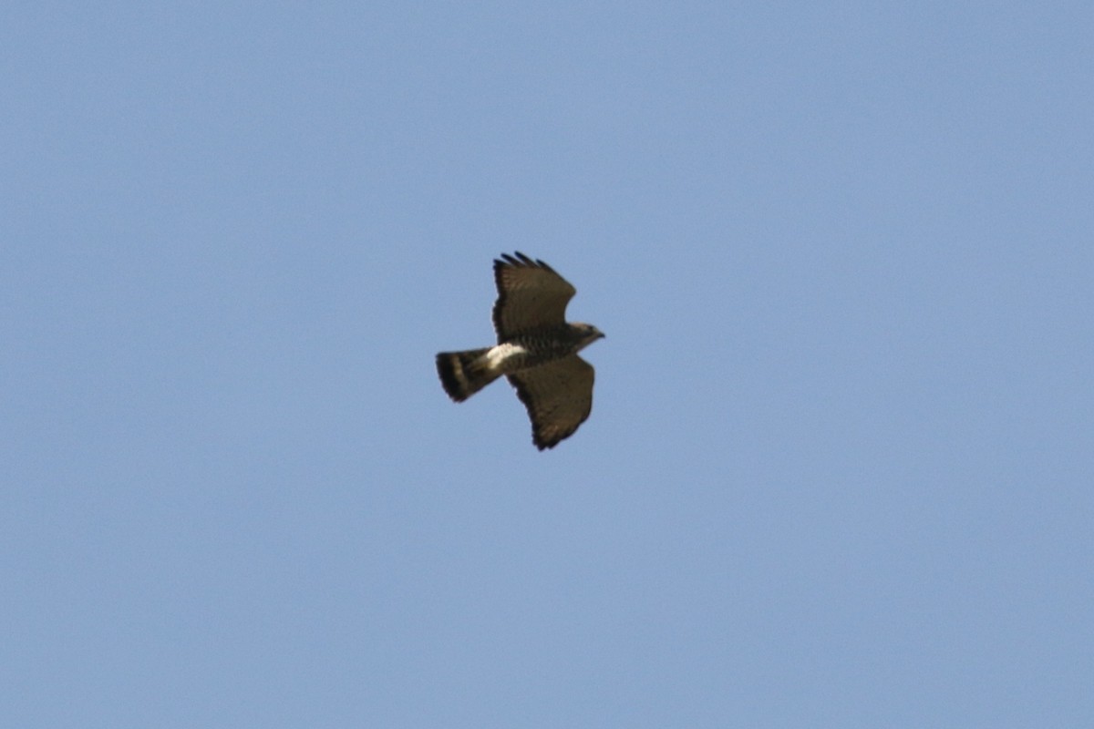 Broad-winged Hawk - ML641860648