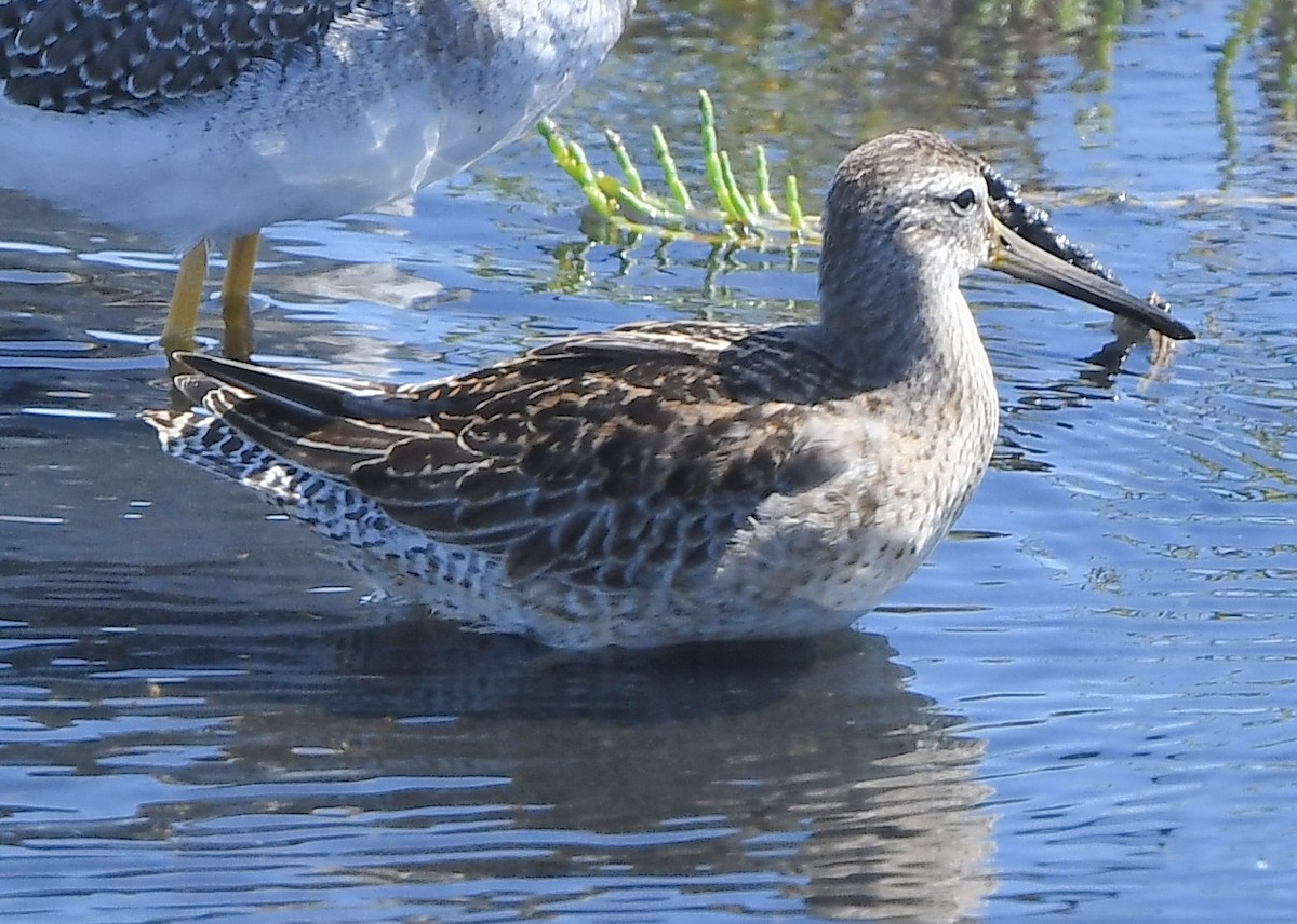 Short-billed Dowitcher - ML641860670