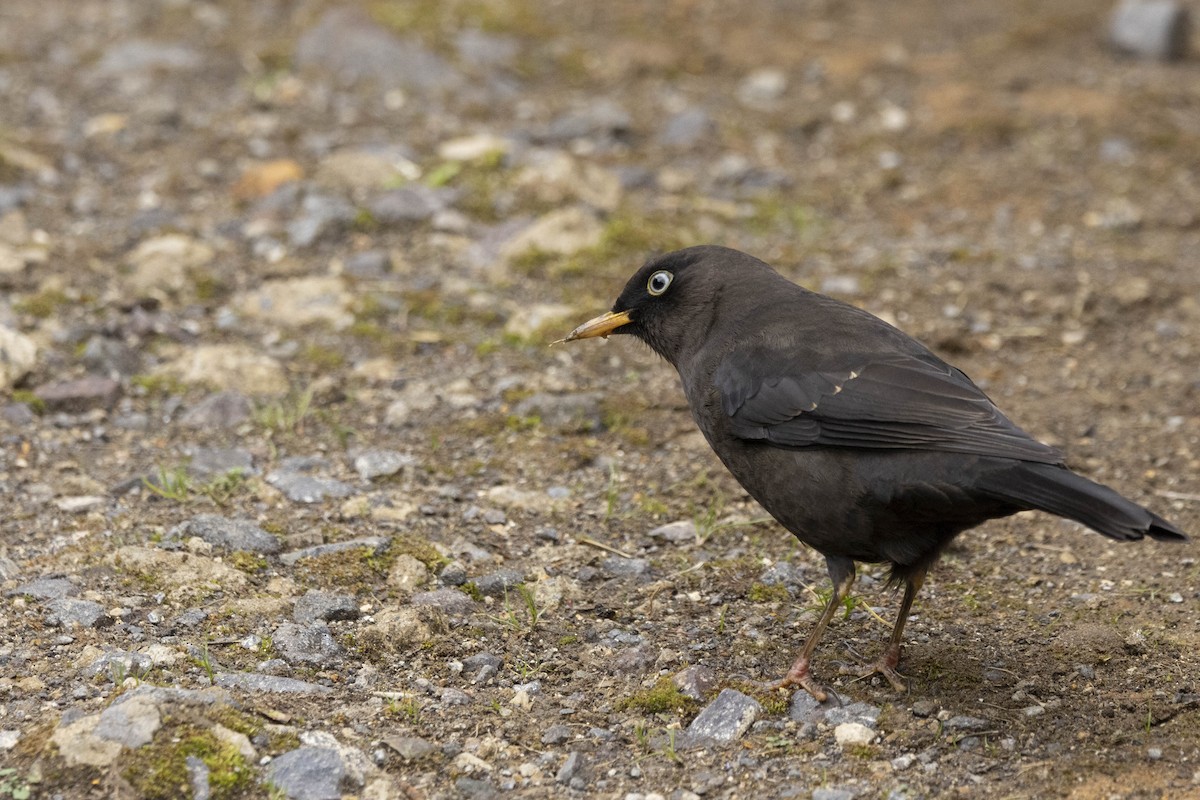 Sooty Thrush - ML641860675