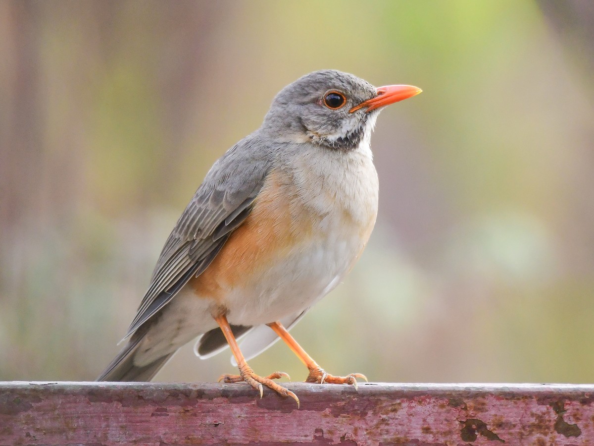 Kurrichane Thrush - ML641860683