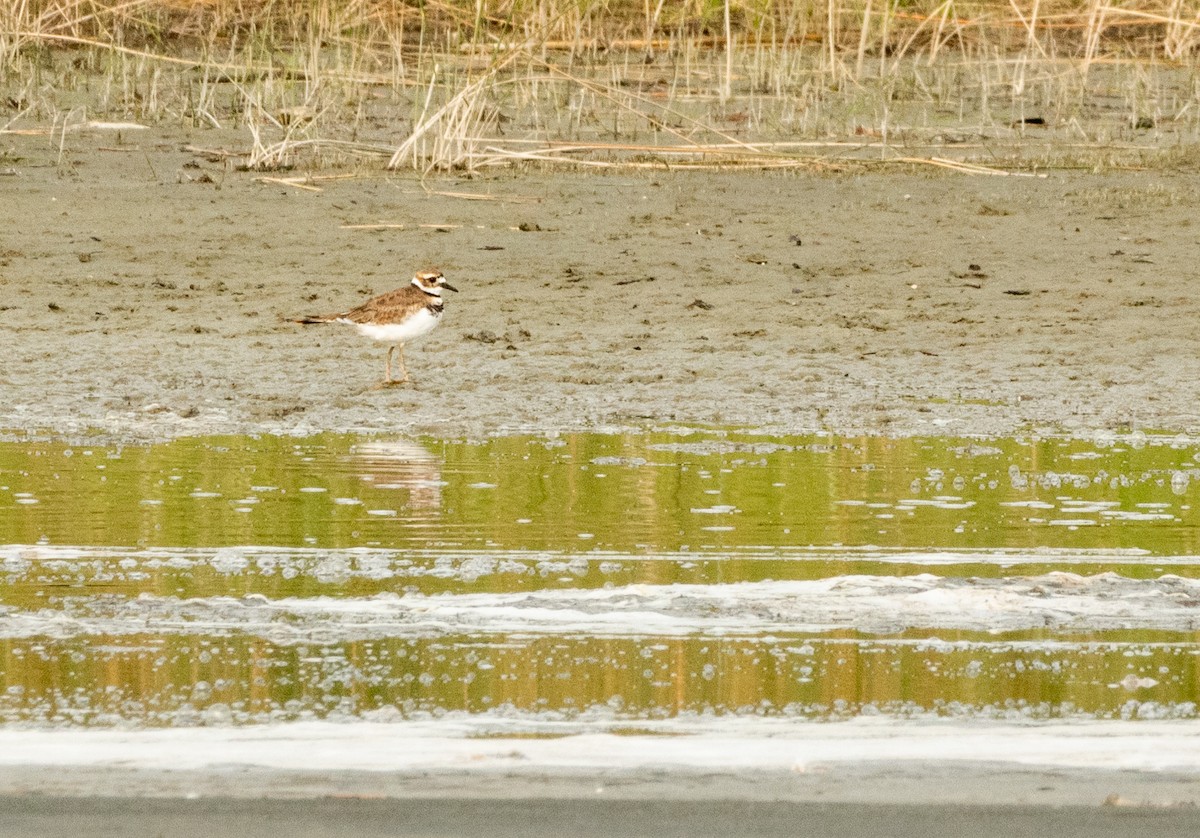 Killdeer - ML641860699
