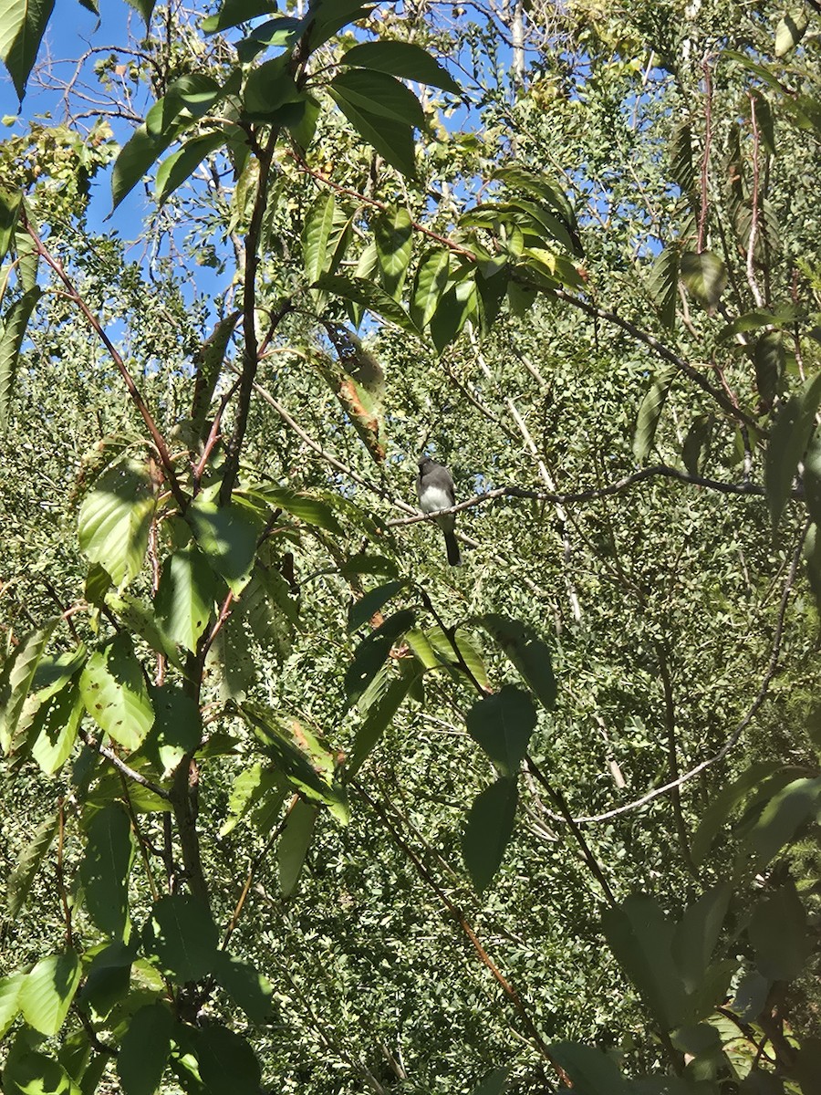 svartfibi - ML641860725