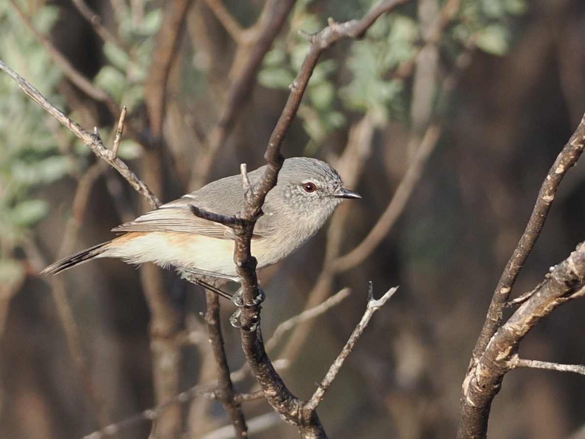 Slaty-backed Thornbill - ML641860731
