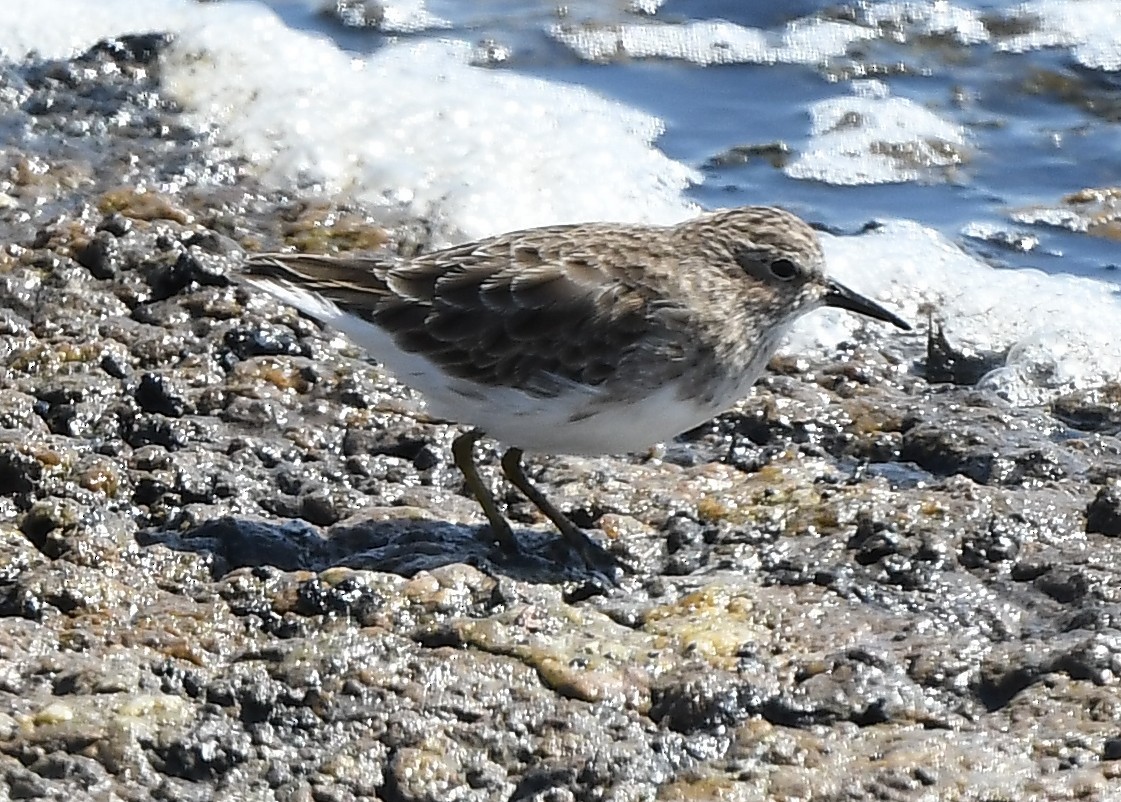 Least Sandpiper - ML641860735