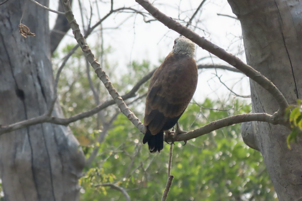 Black-collared Hawk - ML641860742