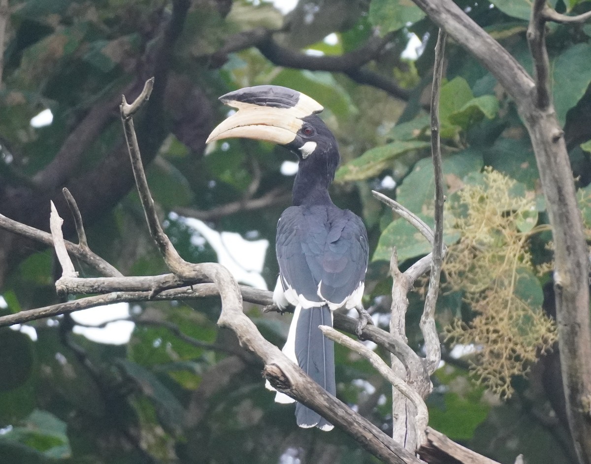Malabar Pied-Hornbill - ML641860744