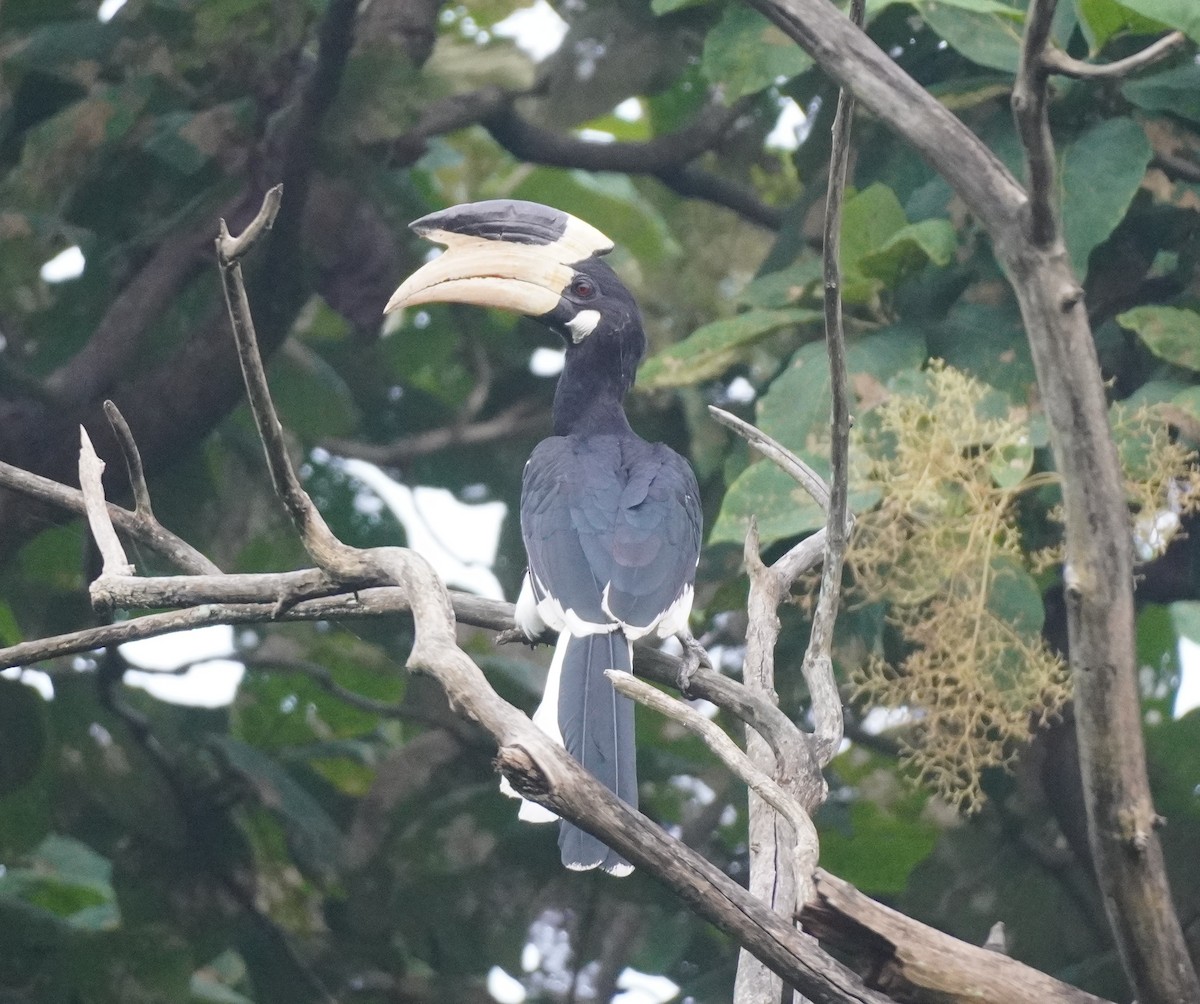 Malabar Pied-Hornbill - ML641860745