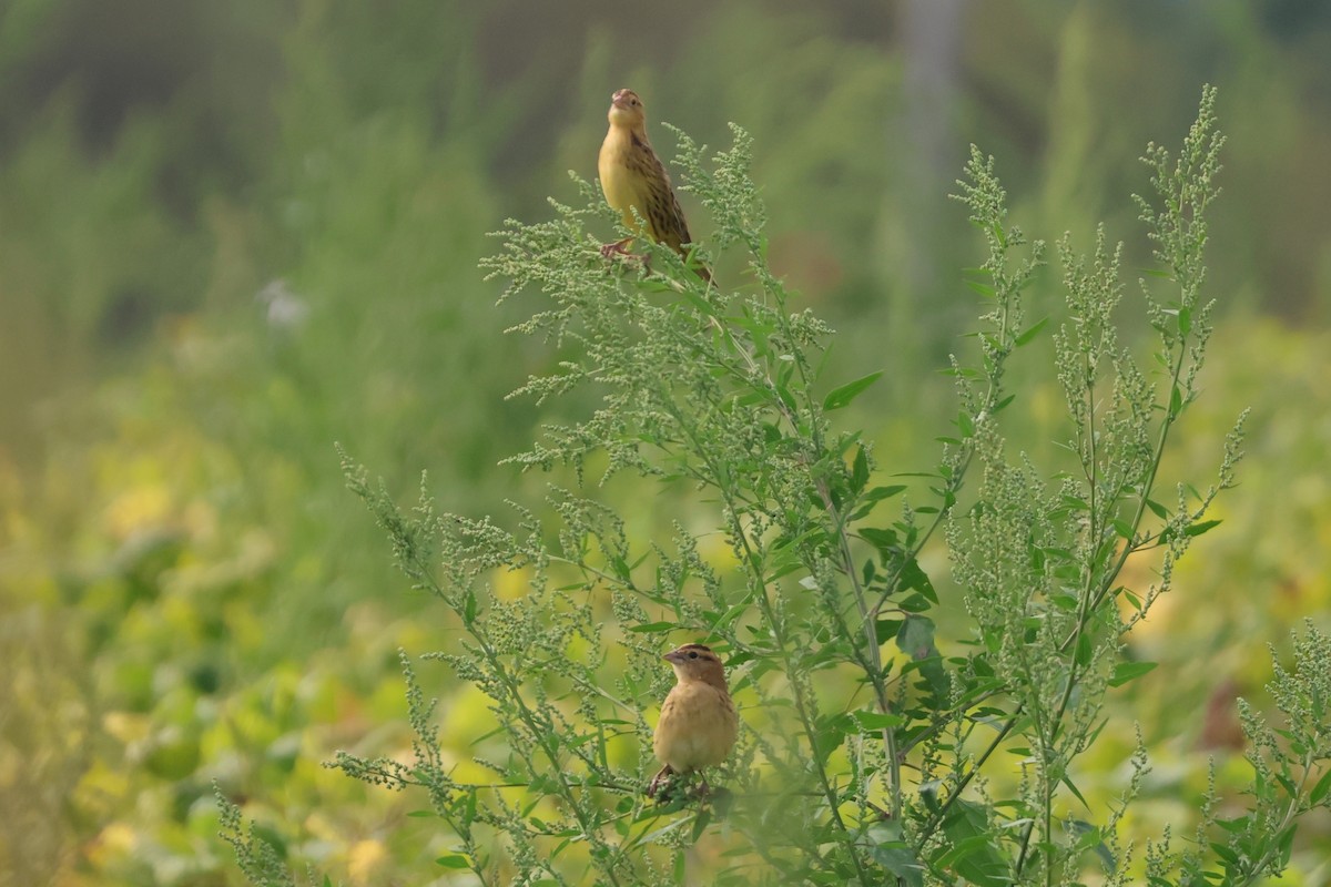 Bobolink - ML641860747