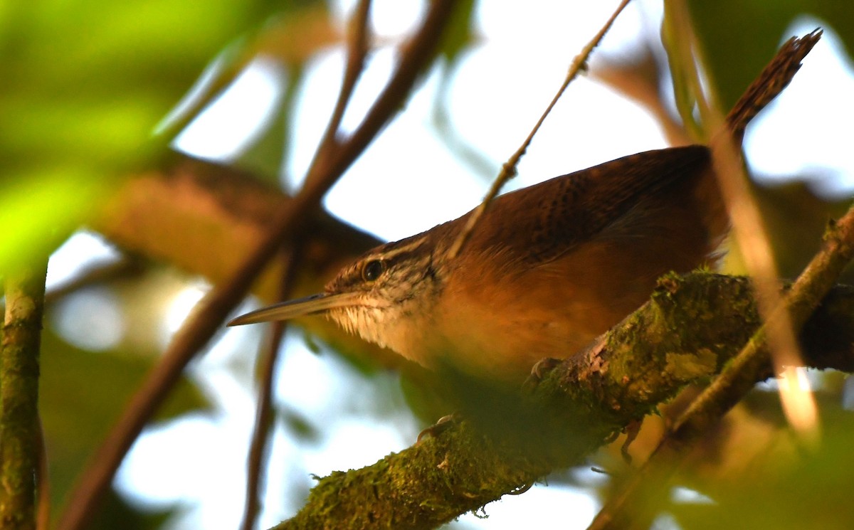 Long-billed Wren - ML641860753