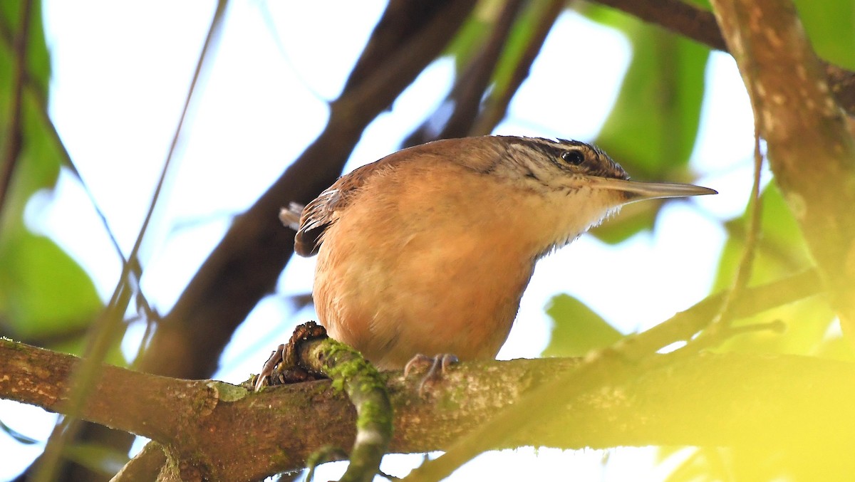 Long-billed Wren - ML641860754