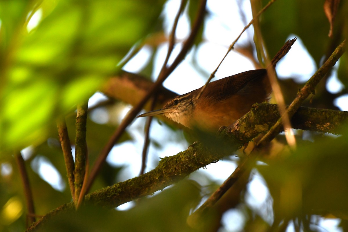 Long-billed Wren - ML641860755