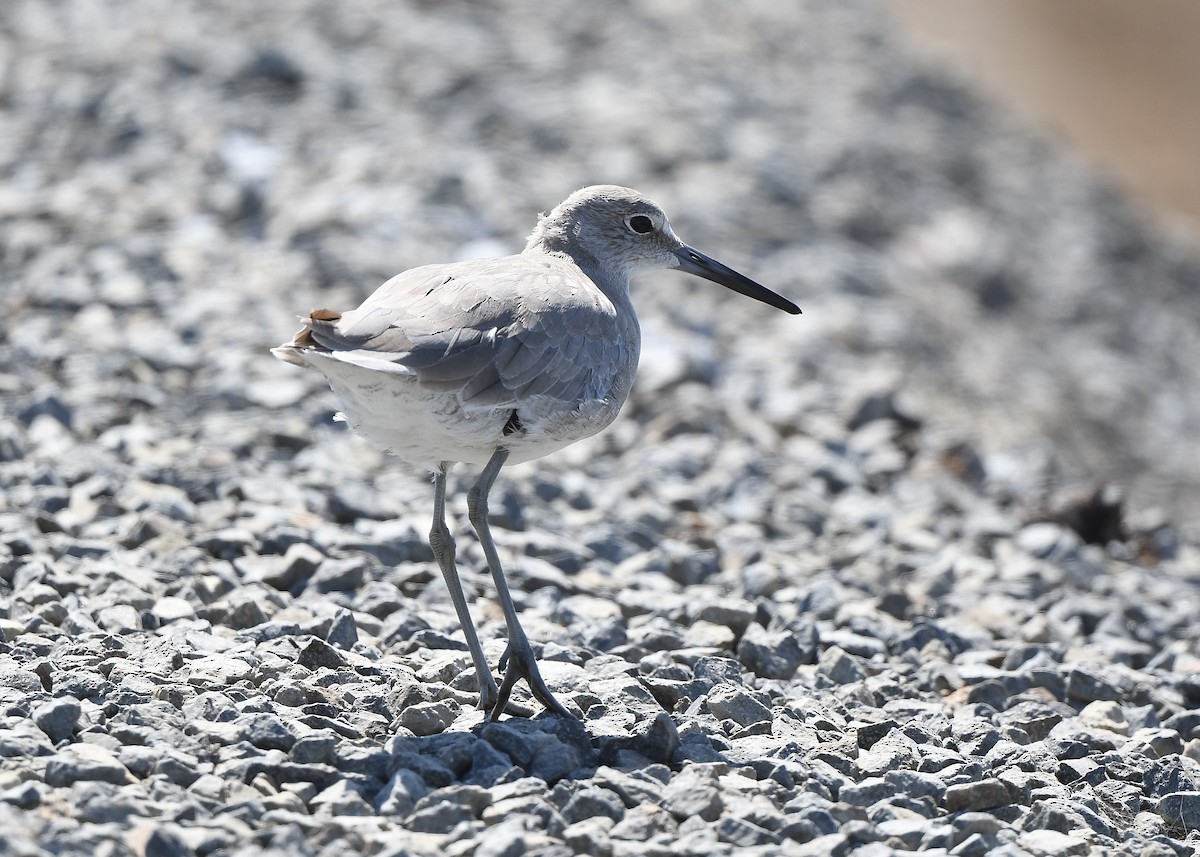 Willet - ML641860761