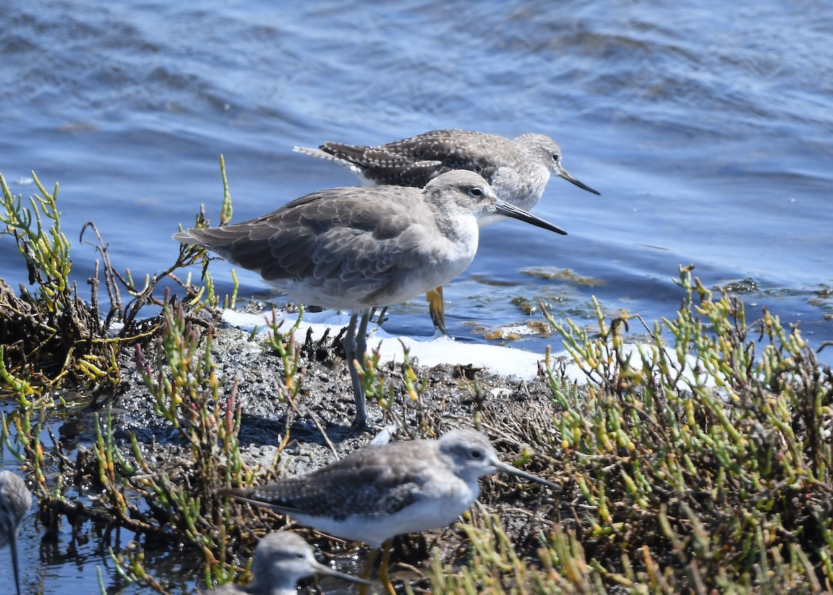 Willet - ML641860762