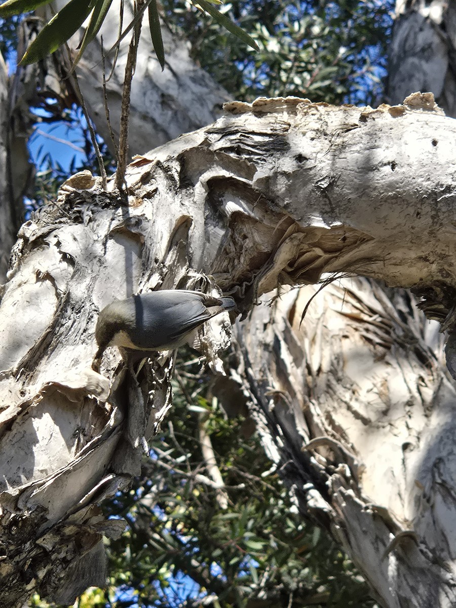 pygméspettmeis - ML641860778