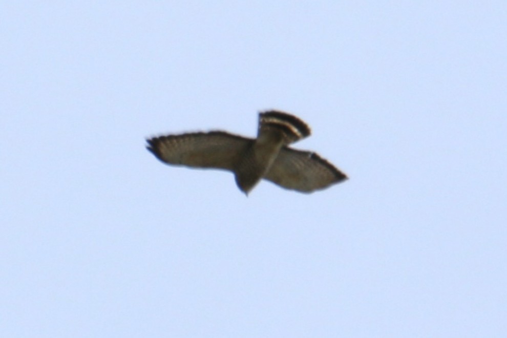 Broad-winged Hawk - ML641860780