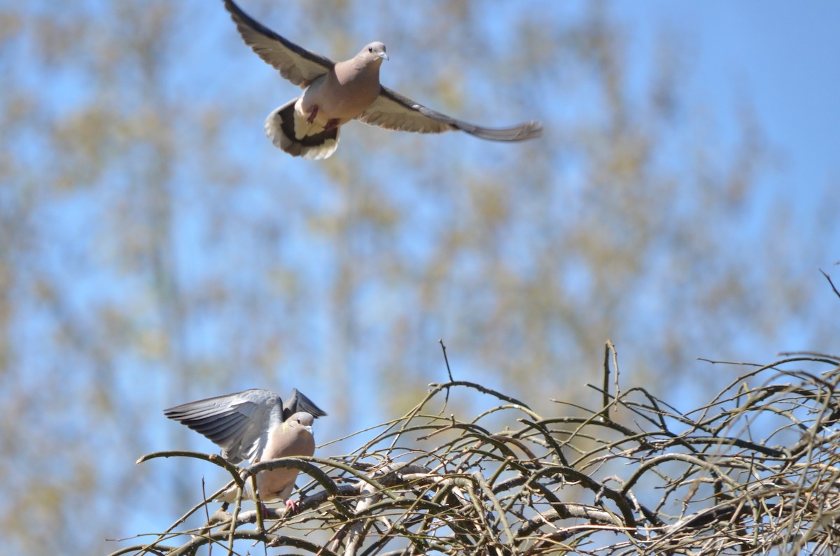 Eared Dove - ML641860802
