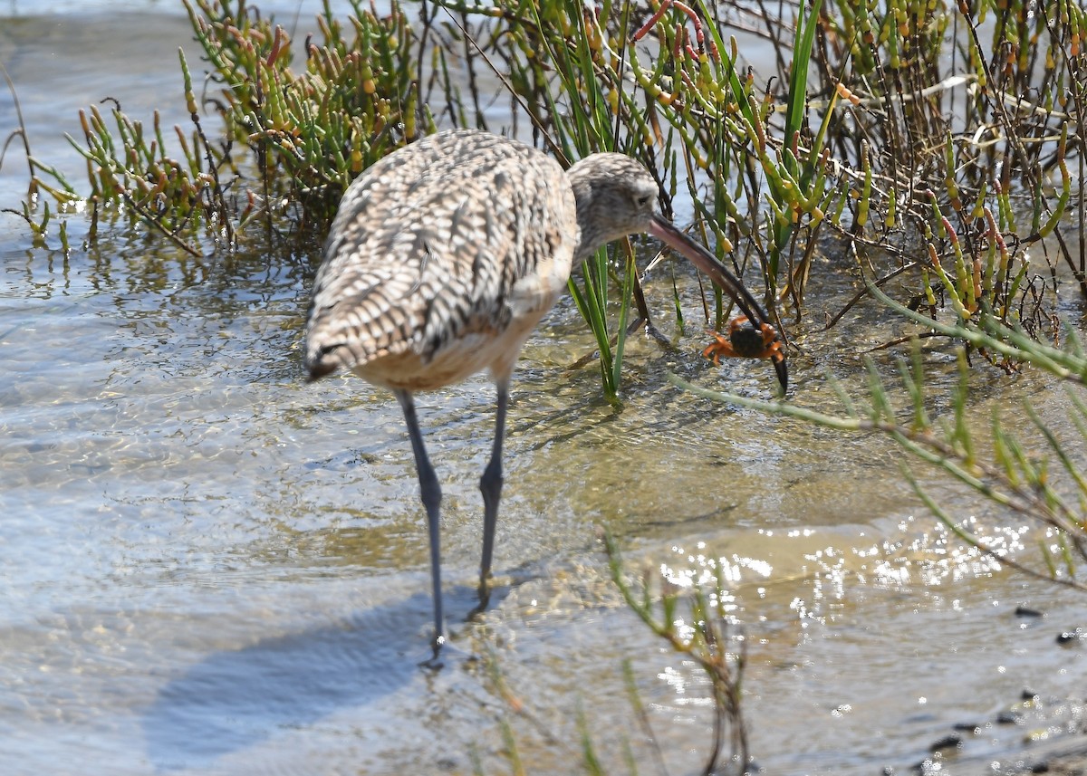 Long-billed Curlew - ML641860812