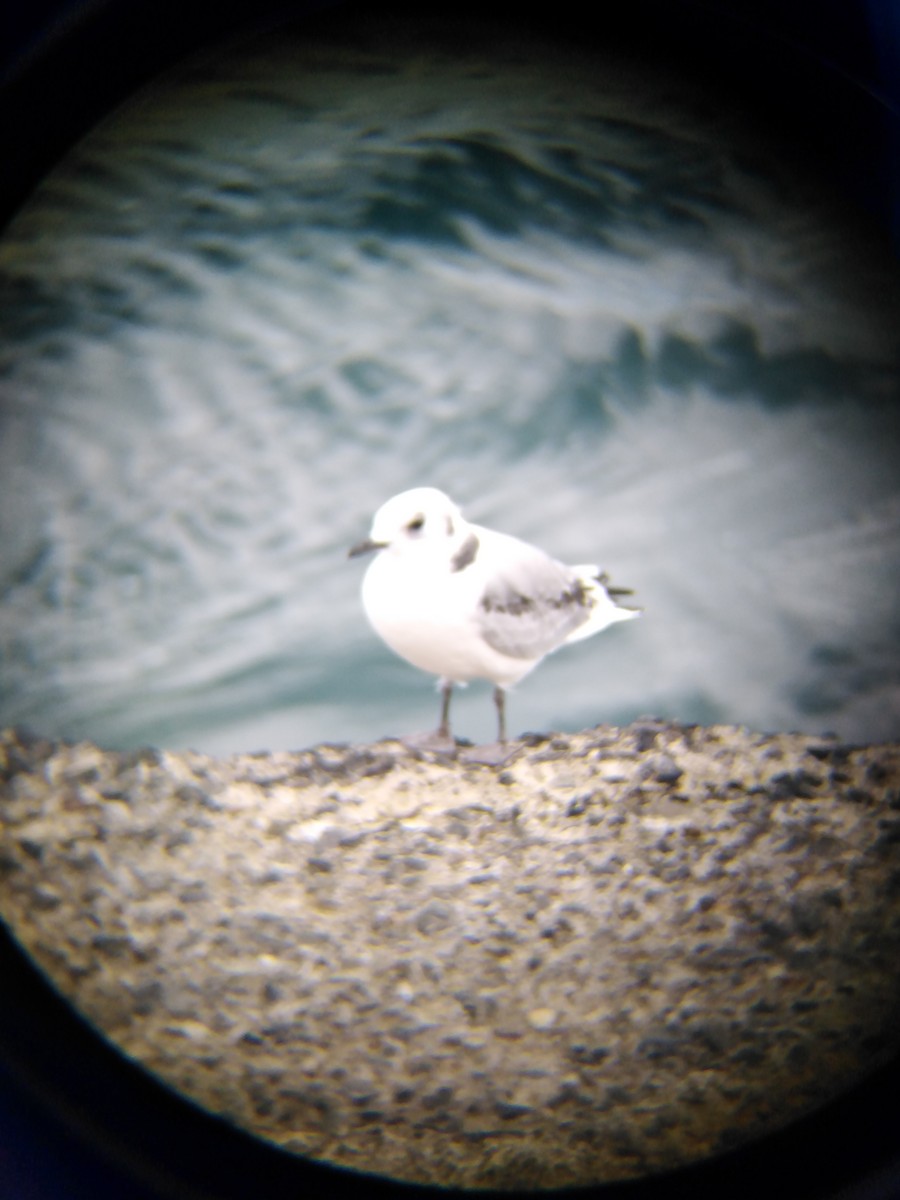 Black-legged Kittiwake - ML641860846