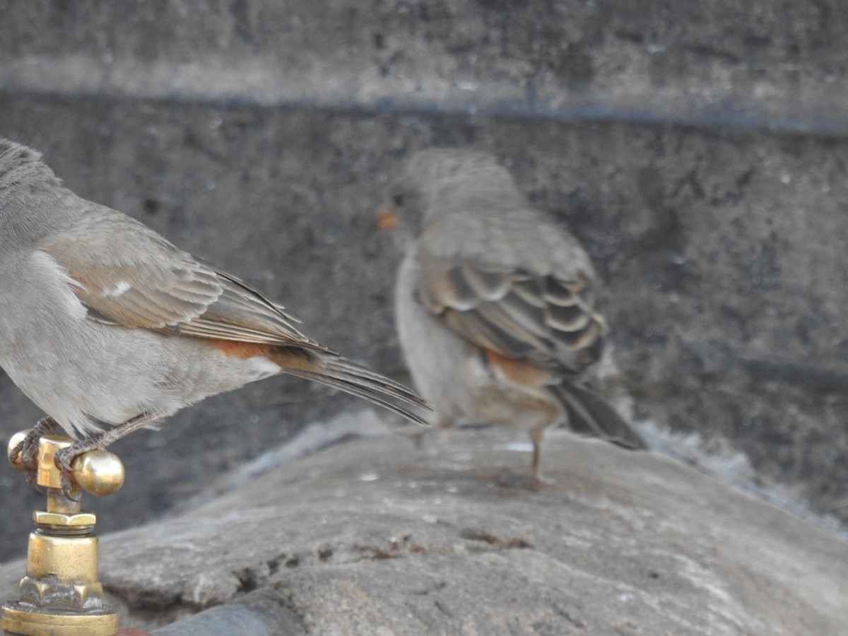 Swahili Sparrow - ML641860858
