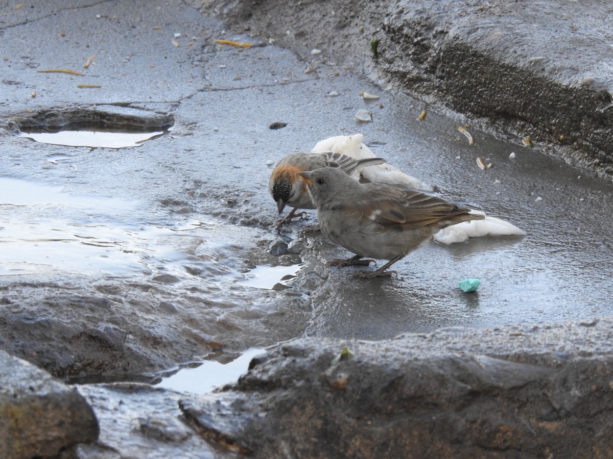 Swahili Sparrow - ML641860859