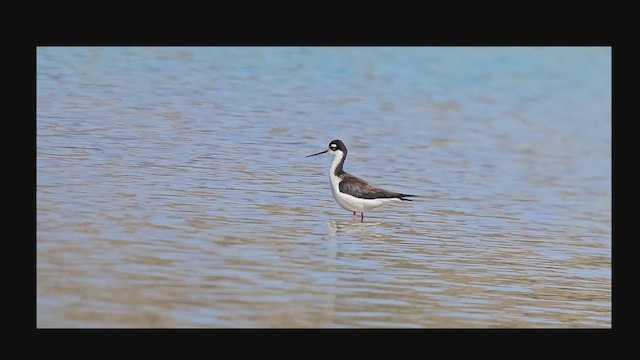 Black-necked Stilt - ML641860908
