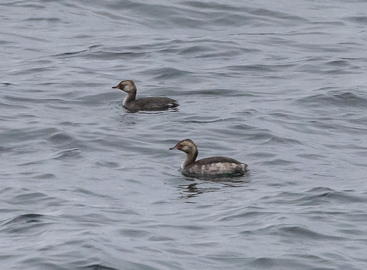 Horned Grebe - ML641860917