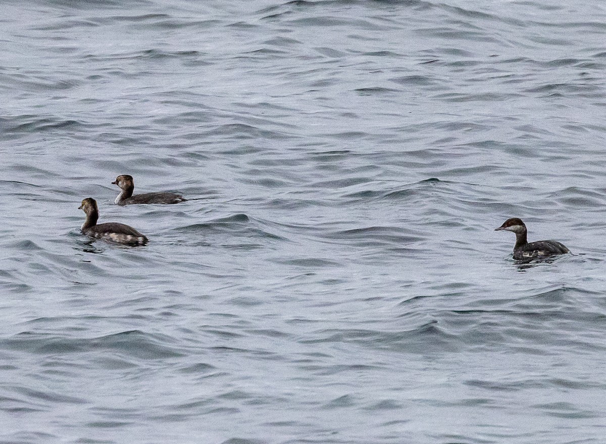 Horned Grebe - ML641860918