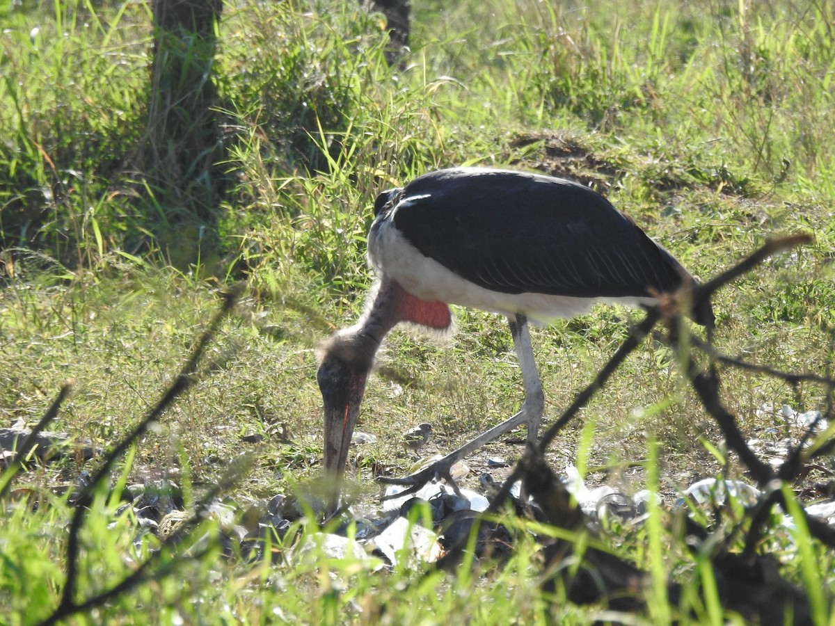 Marabou Stork - ML641860926