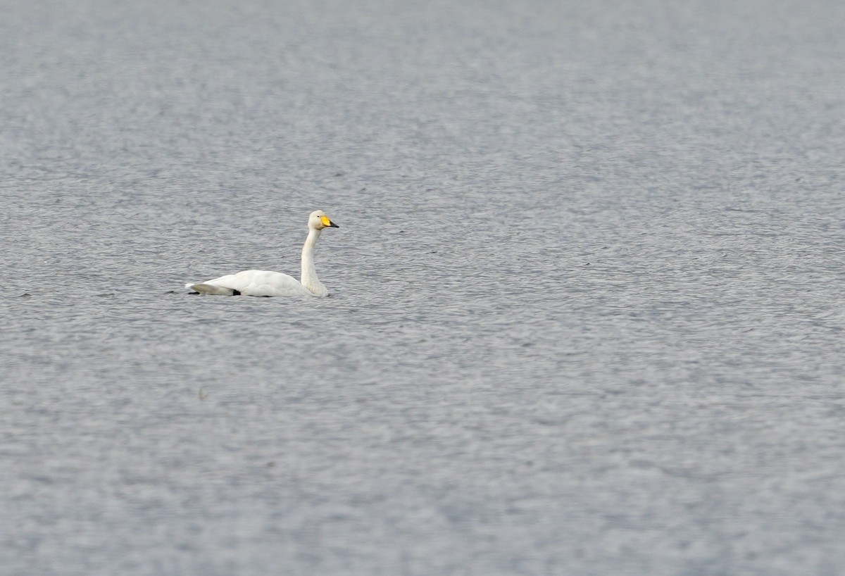 Whooper Swan - ML641860985