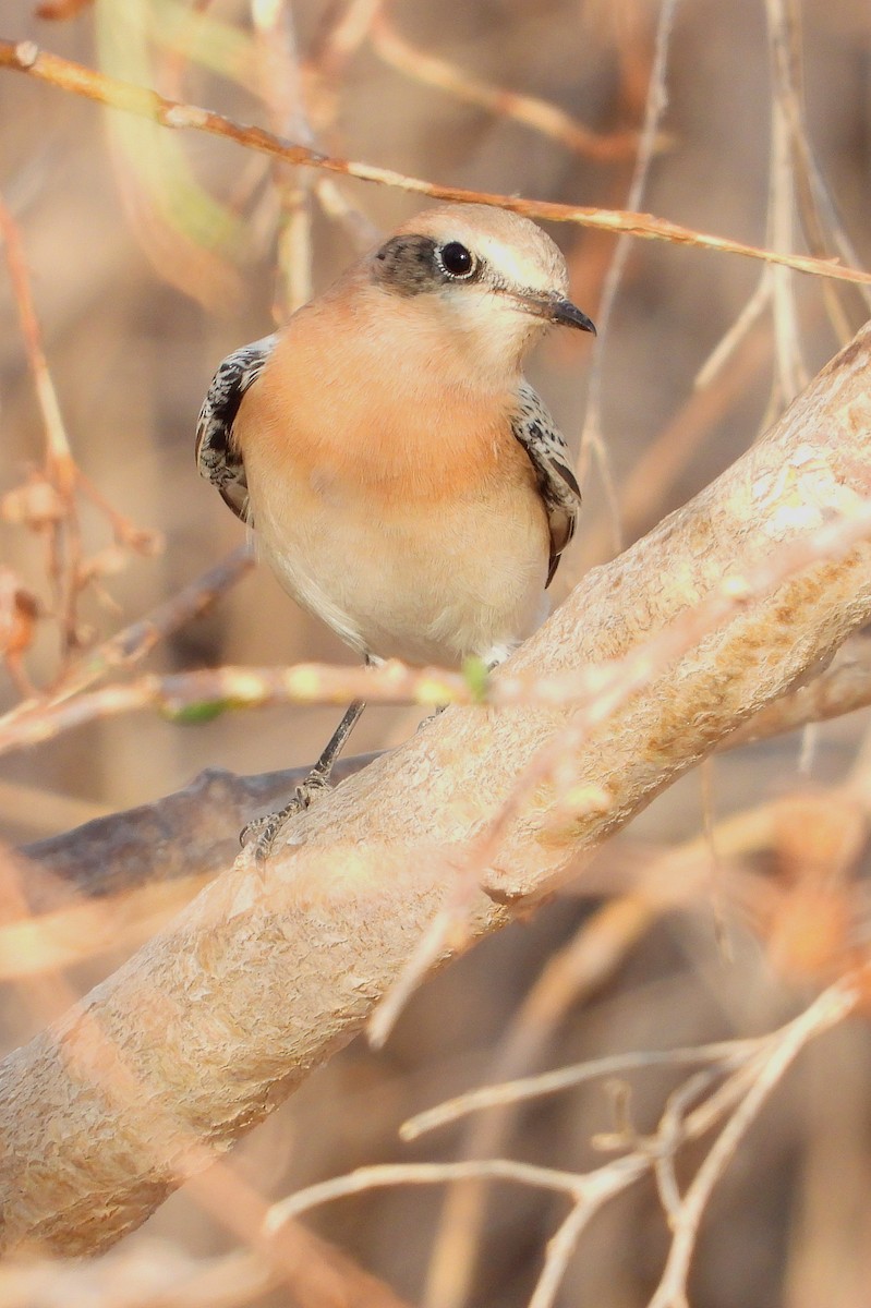 ハシグロヒタキ - ML641860986