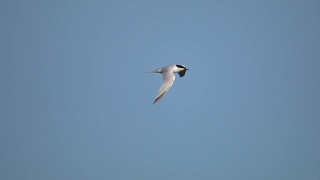 Roseate Tern - ML641860998