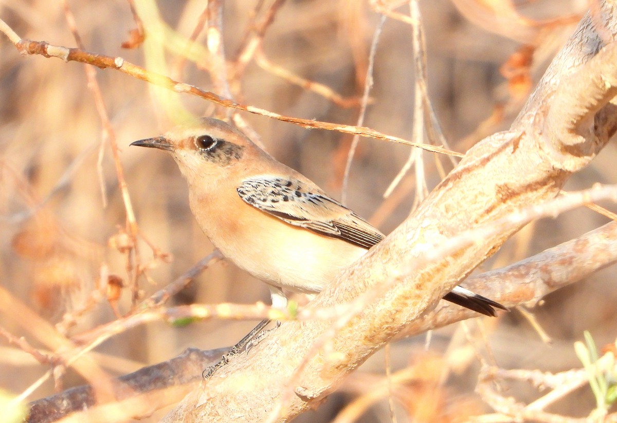 ハシグロヒタキ - ML641860999