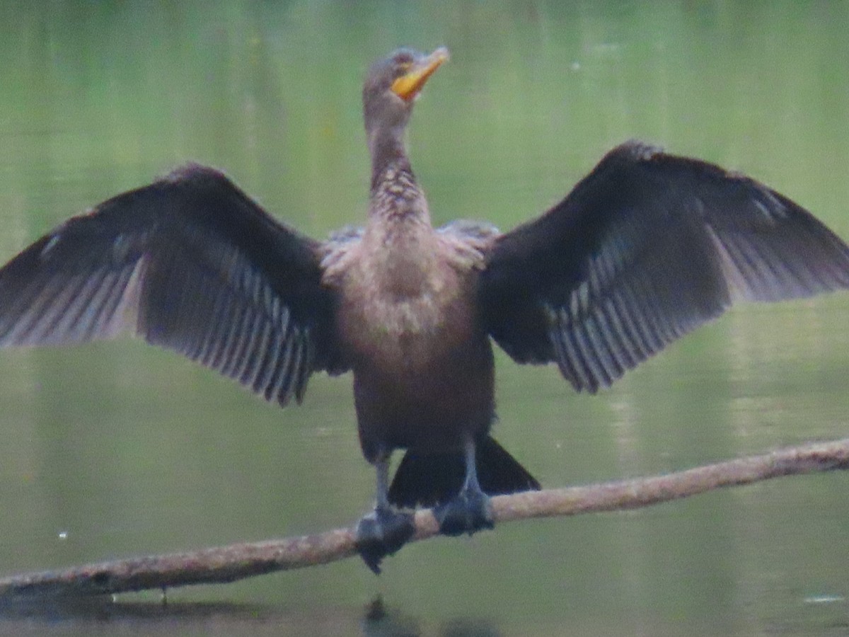 Double-crested Cormorant - ML641861063