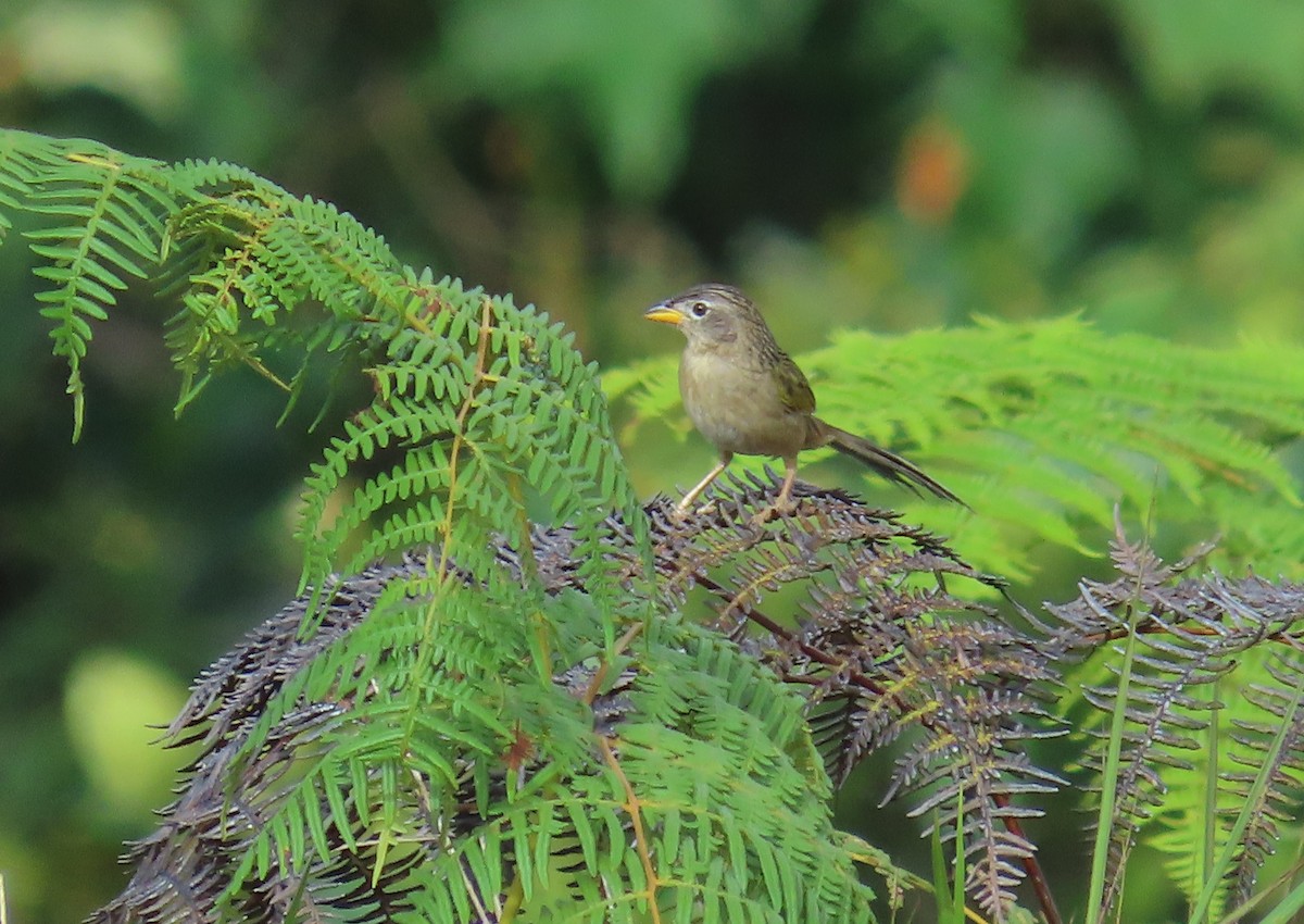 Wedge-tailed Grass-Finch - ML641861065