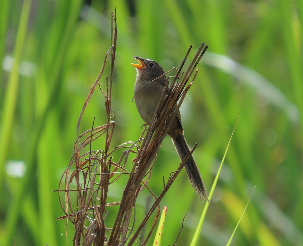 Wedge-tailed Grass-Finch - ML641861066