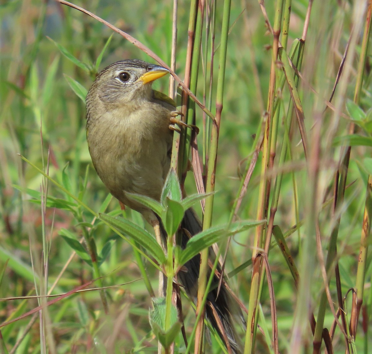 Wedge-tailed Grass-Finch - ML641861067